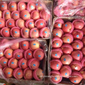 fresh qinguan red qingguan apple price fresh qinguan apple